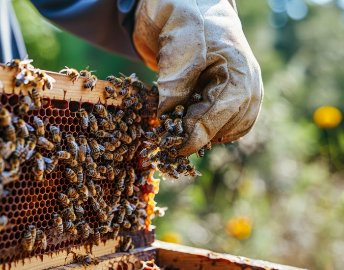 beekeeper-working-bee-farm beekeeper-working-bee-farm